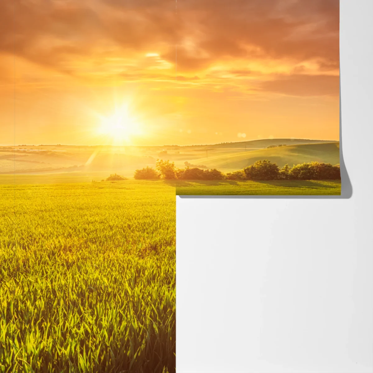 Fototapete sonnenbeschienene wiese im abendlicht Fototapete sonnenbeschienene wiese im abendlicht