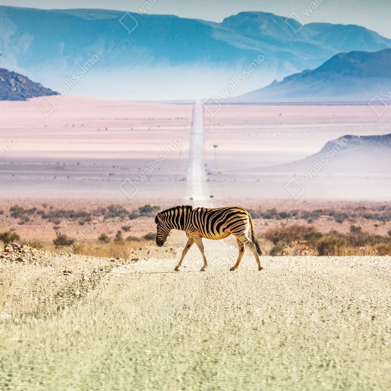 Fototapete zebra auf der wüstenstraße Fototapete zebra auf der wüstenstraße
