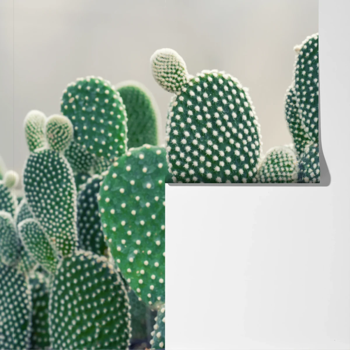 Fototapete nahaufnahme eines opuntienkaktus Fototapete nahaufnahme eines opuntienkaktus