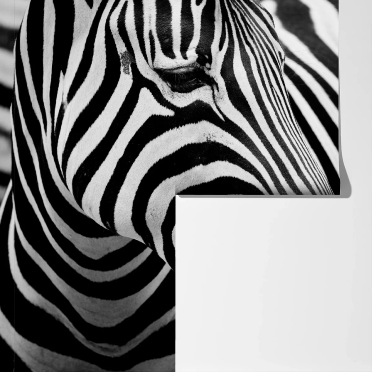 Fototapete zebra in monochromen streifen Fototapete zebra in monochromen streifen