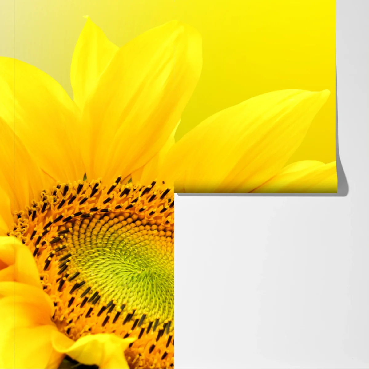 Fototapete leuchtende sonnenblume nahaufnahme auf gelbem hintergrund Fototapete leuchtende sonnenblume nahaufnahme auf gelbem hintergrund