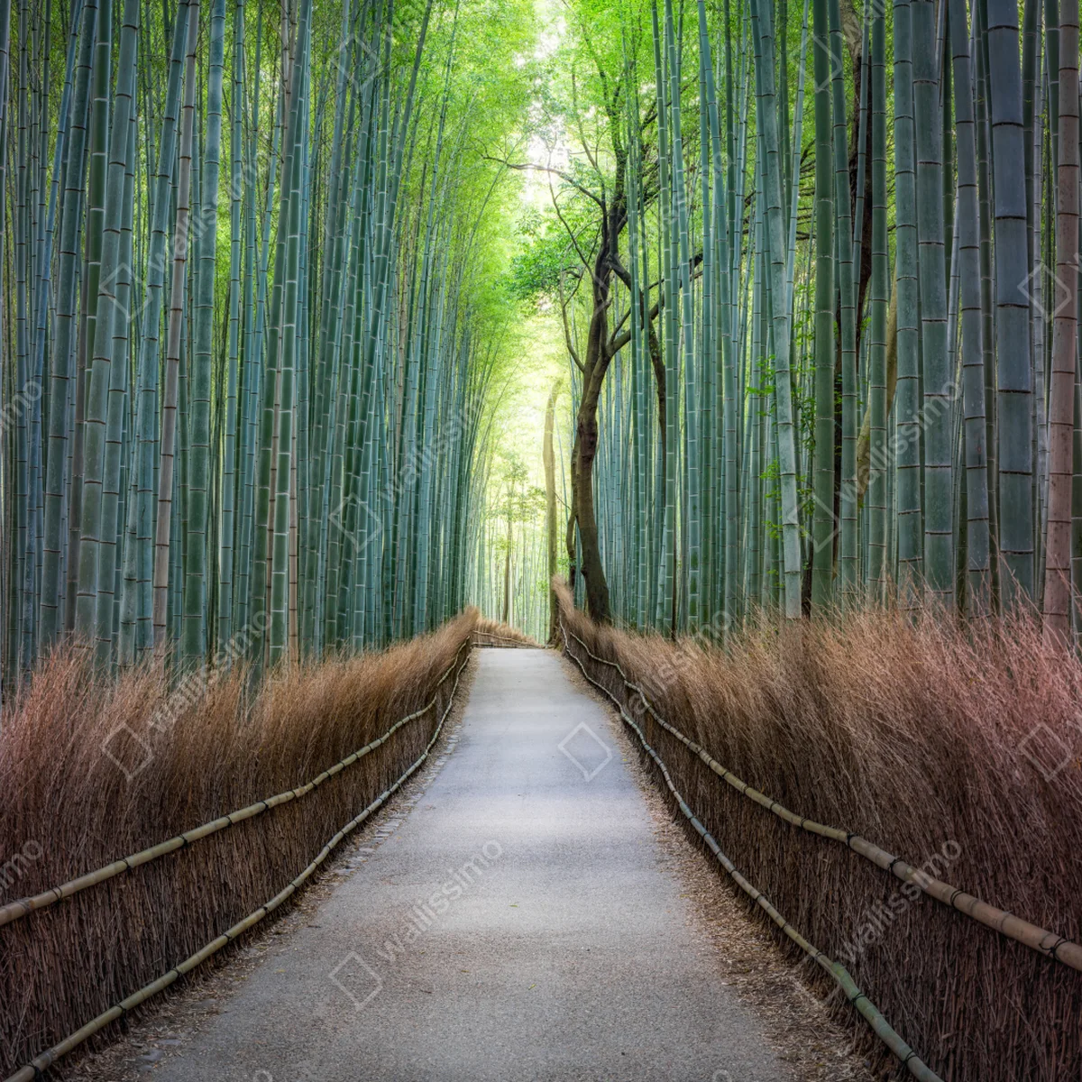 Laptop-Aufkleber ruhiger bambuswaldweg Laptop-Aufkleber ruhiger bambuswaldweg