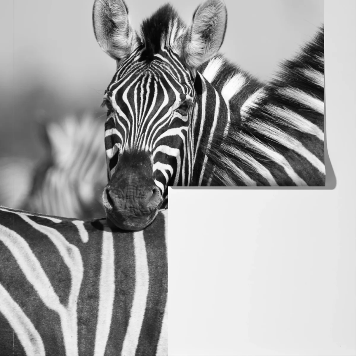 Fototapete verschlungene zebras in monochrom Fototapete verschlungene zebras in monochrom