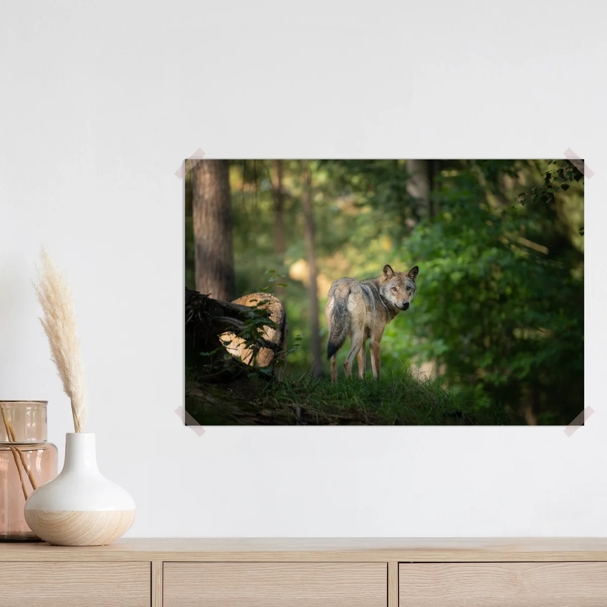 Poster wolf auf der lichtung im wald Poster wolf auf der lichtung im wald