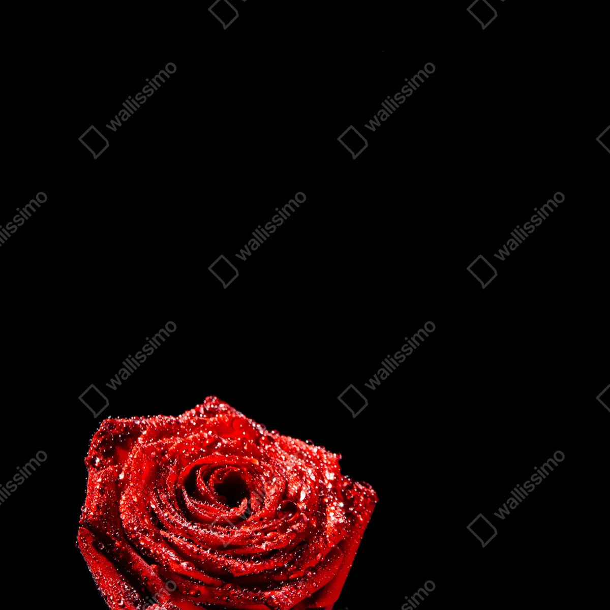 Repositionierbarer Aufkleber rote rose mit tautröpfchen vor schwarzem hintergrund Repositionierbarer Aufkleber rote rose mit tautröpfchen vor schwarzem hintergrund