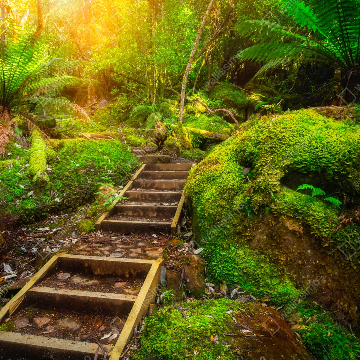 Repositionierbarer Aufkleber moosiger regenwaldpfad auf der Tasman-Halbinsel Repositionierbarer Aufkleber moosiger regenwaldpfad auf der Tasman-Halbinsel