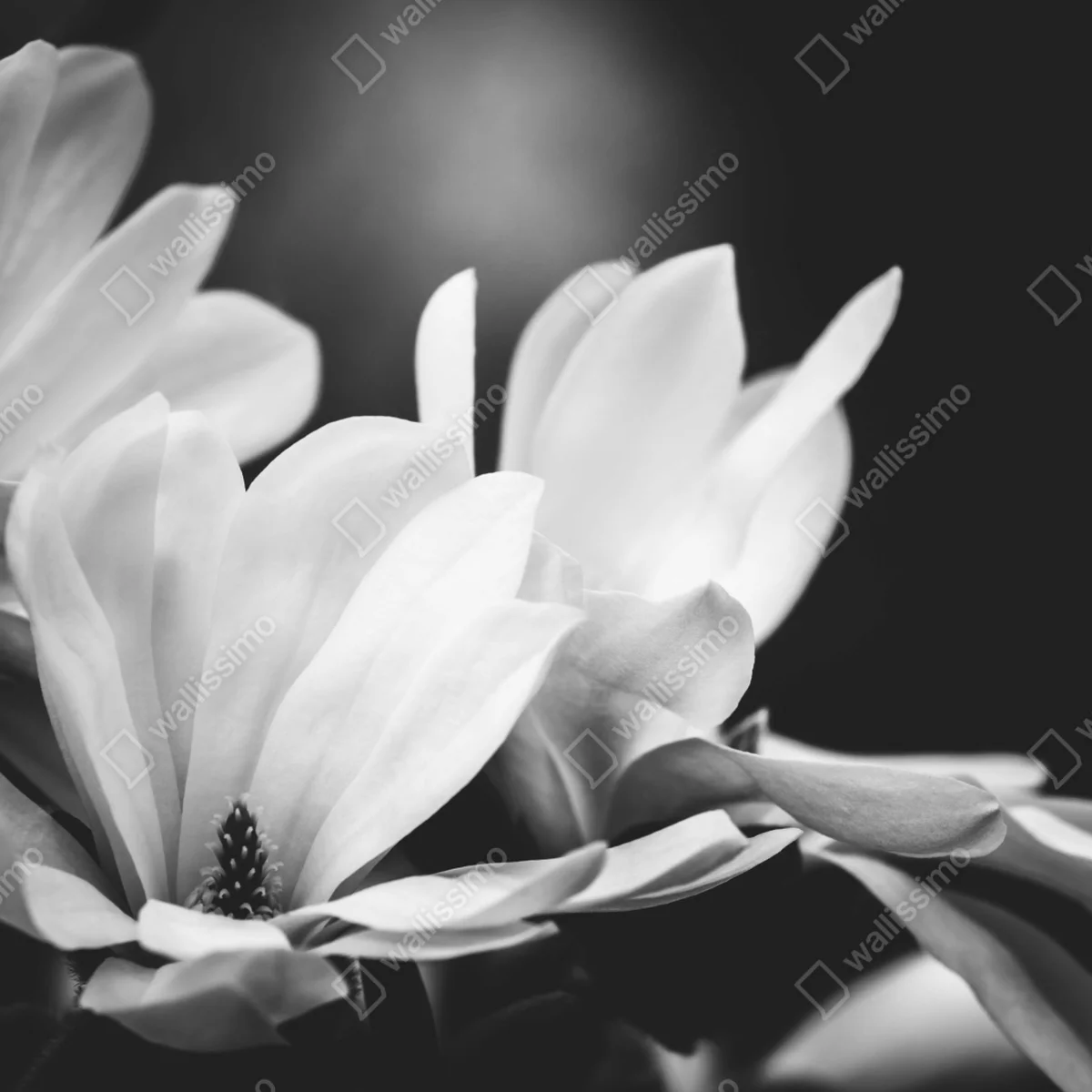 Laptop-Aufkleber schwarzweiß magnolienblüte nahaufnahme Laptop-Aufkleber schwarzweiß magnolienblüte nahaufnahme