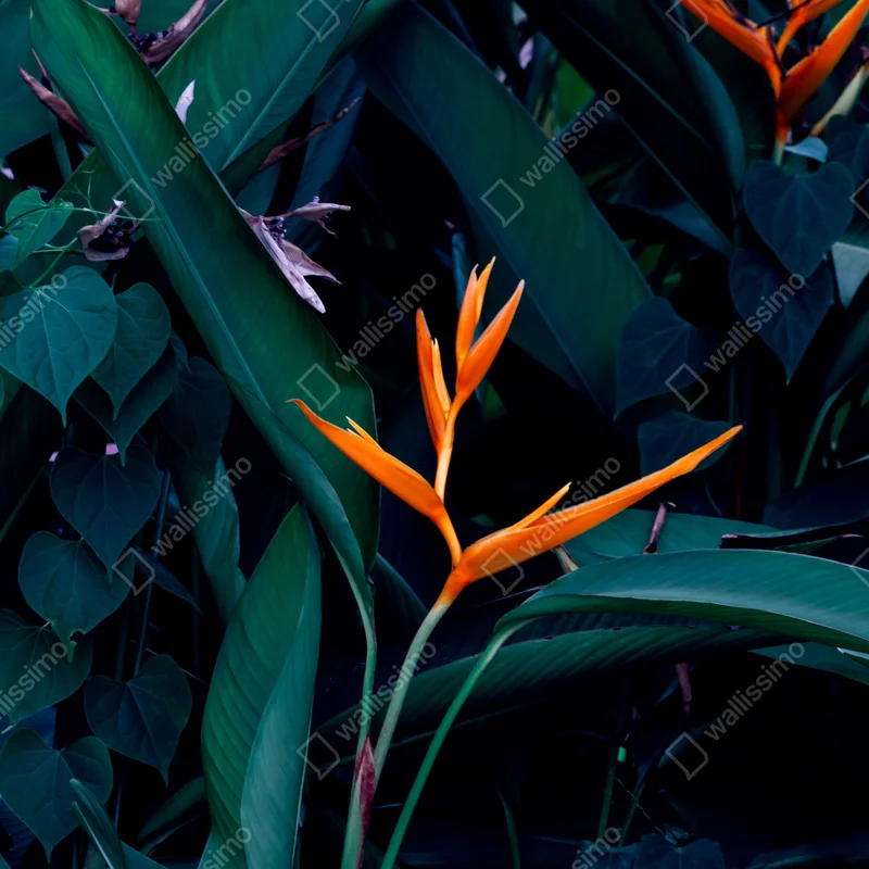 Schrankaufkleber leuchtende strelitzie vor tiefgrünen blättern Schrankaufkleber leuchtende strelitzie vor tiefgrünen blättern