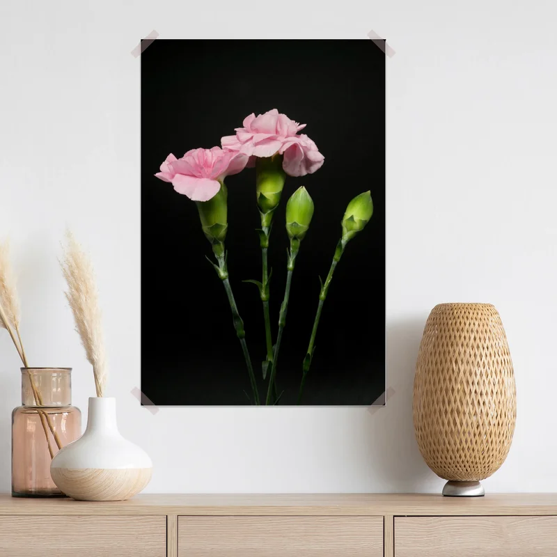 Poster rosa nelken vor schwarzem hintergrund Poster rosa nelken vor schwarzem hintergrund