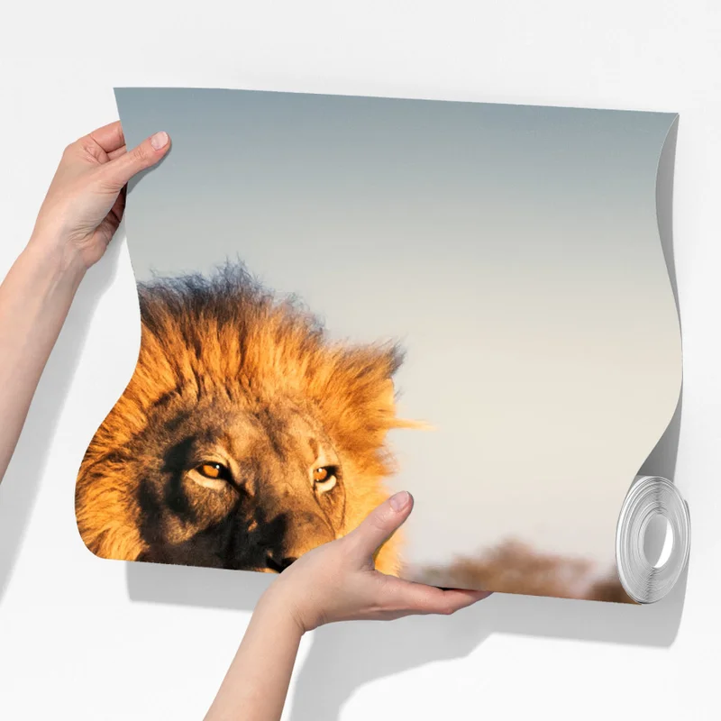 Fototapete majestätischer löwe auf der savanne Fototapete majestätischer löwe auf der savanne