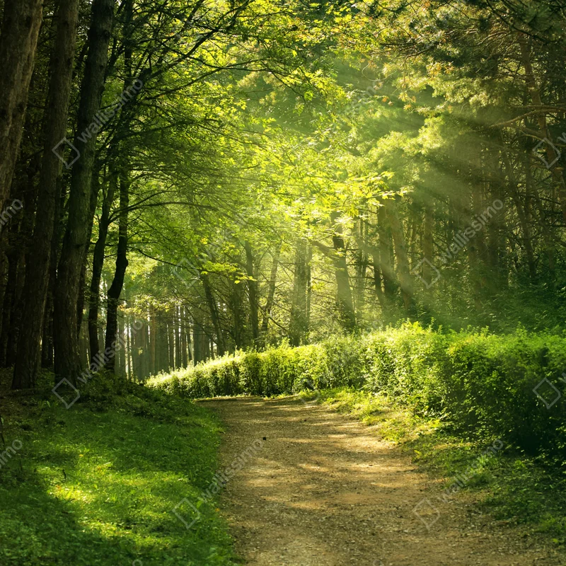 Naklejka na laptopa słoneczna leśna ścieżka w zieleni Naklejka na laptopa słoneczna leśna ścieżka w zieleni