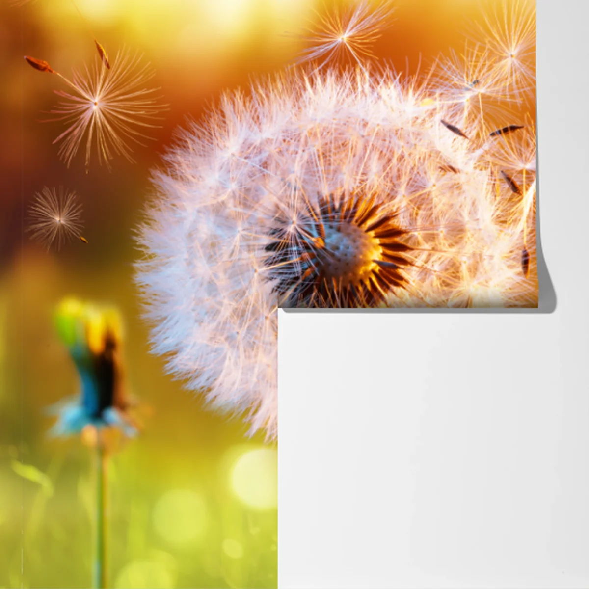 Fototapete goldener löwenzahn im sonnenuntergang Fototapete goldener löwenzahn im sonnenuntergang