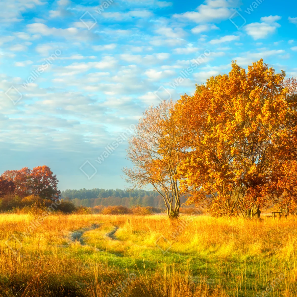 Leinwandbild goldene herbstwiese • Leinwandbilder bei Wallnifity® Leinwandbild goldene herbstwiese • Leinwandbilder bei Wallnifity®