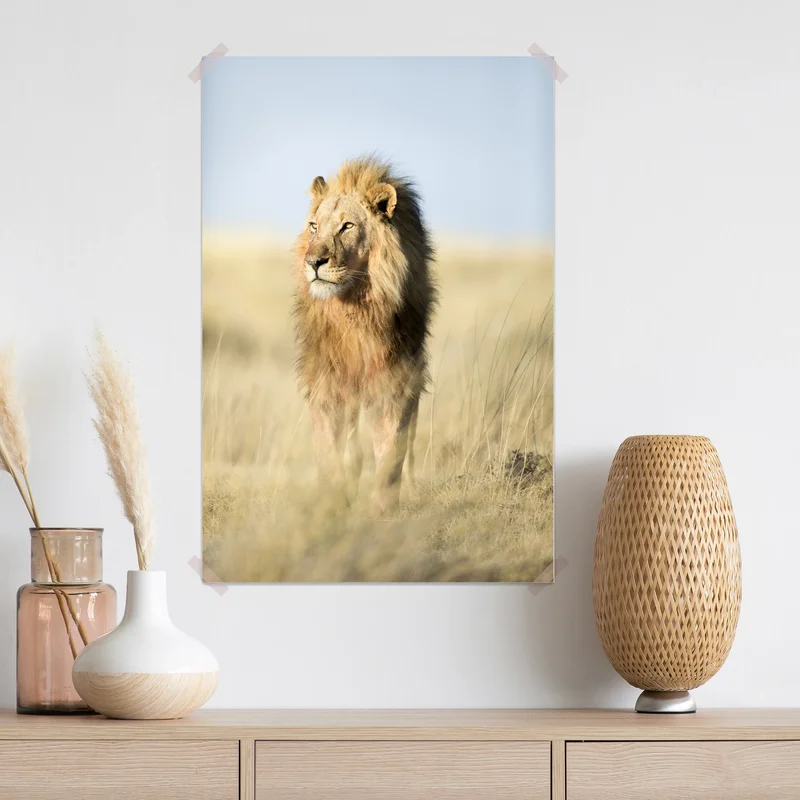 Poster majestätischer löwe in der steppe Poster majestätischer löwe in der steppe