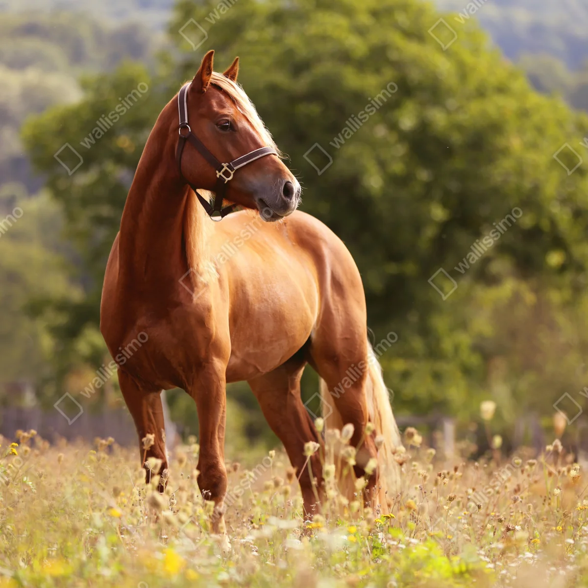 Fototapete majestätisches kastanienbraunes pferd auf sommerlicher wiese Fototapete majestätisches kastanienbraunes pferd auf sommerlicher wiese