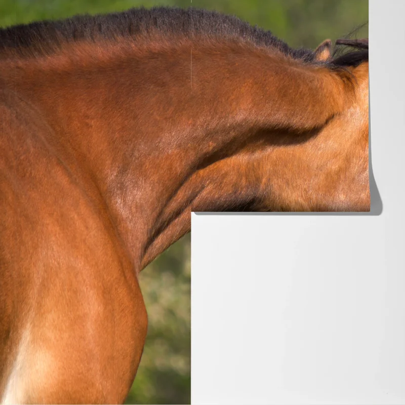 Fototapeta delikatne objęcie koni Fototapeta delikatne objęcie koni