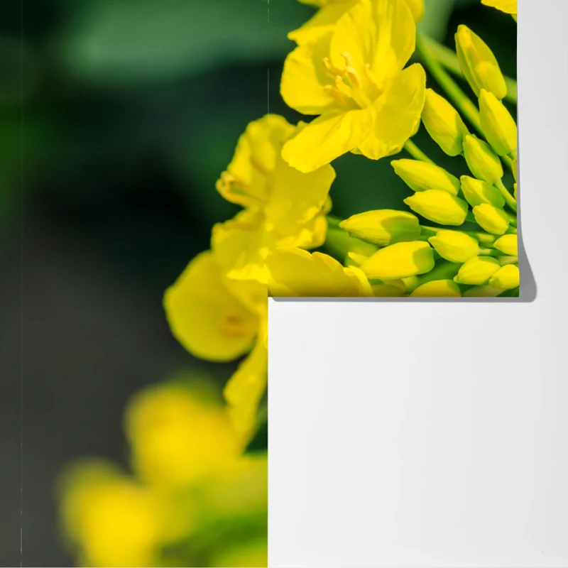 Fototapete lebhafte gelbe rapsblüte im nahen makro Fototapete lebhafte gelbe rapsblüte im nahen makro