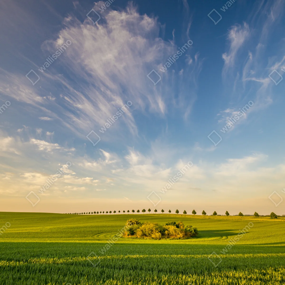 Fensteraufkleber grüne wiese mit einer reihe junger bäume Fensteraufkleber grüne wiese mit einer reihe junger bäume