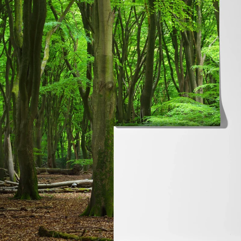 Fototapete ruhige grüne waldkrone Fototapete ruhige grüne waldkrone