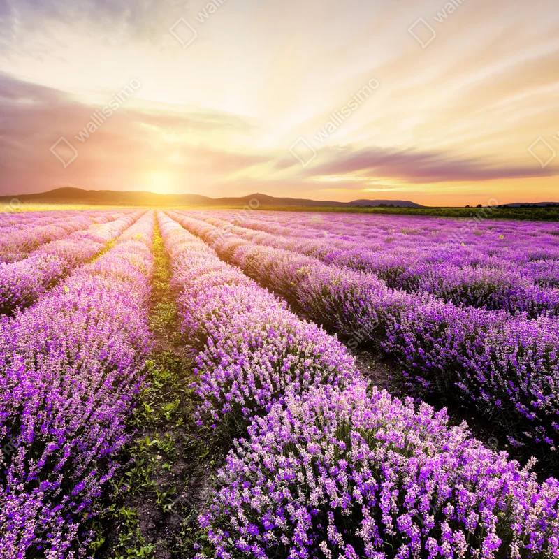Leinwandbild sonnenaufgang über lavendelfeldern Leinwandbild sonnenaufgang über lavendelfeldern