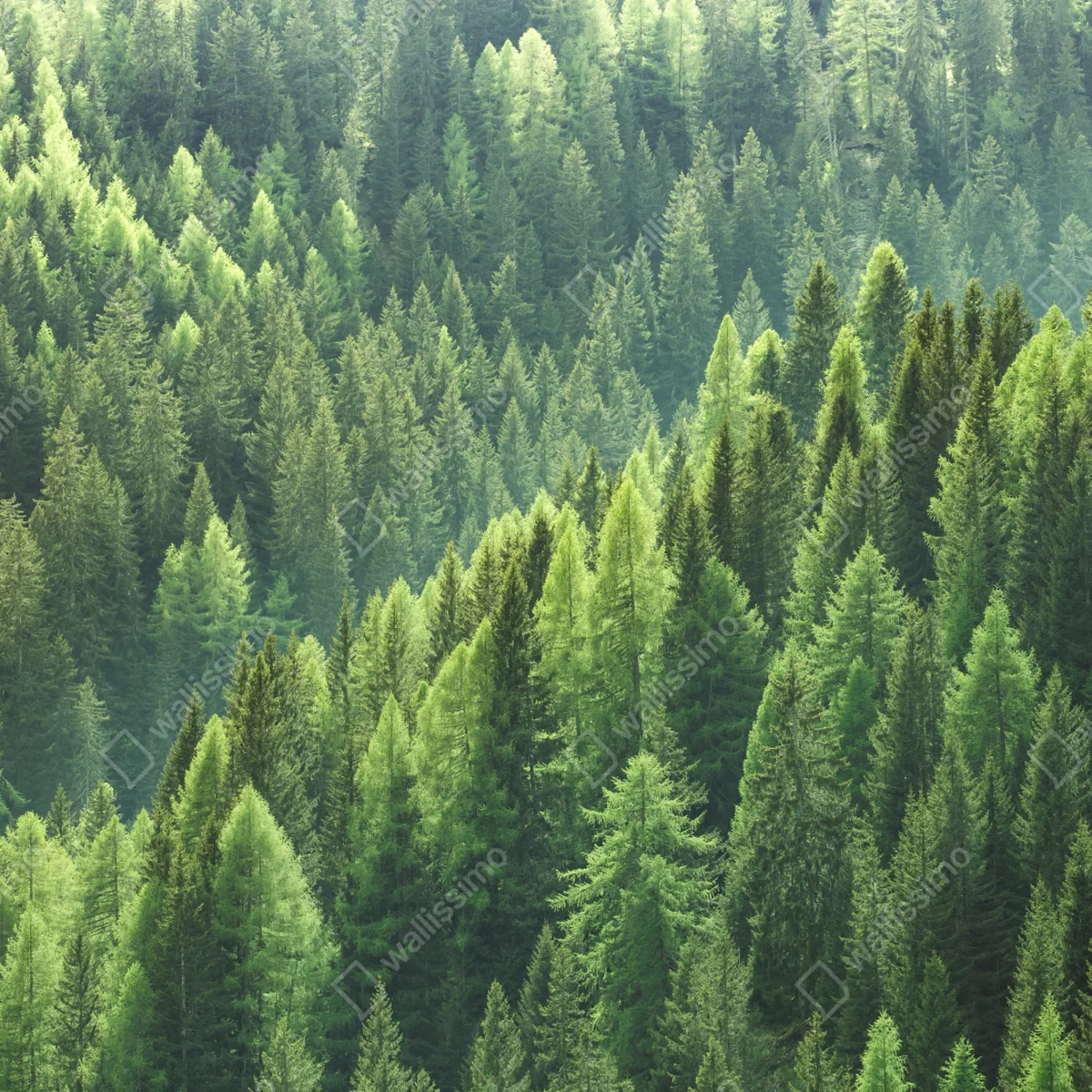 Repositionierbarer Aufkleber üppige grüne waldpanorama Repositionierbarer Aufkleber üppige grüne waldpanorama