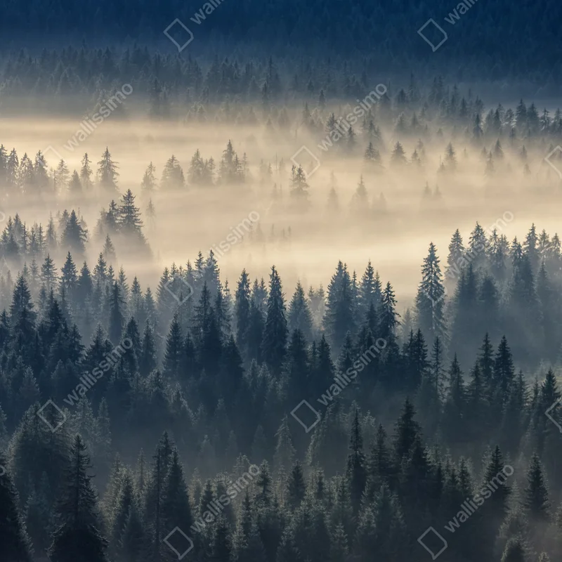 Fototapete nebliges fichtental im dämmerlicht Fototapete nebliges fichtental im dämmerlicht