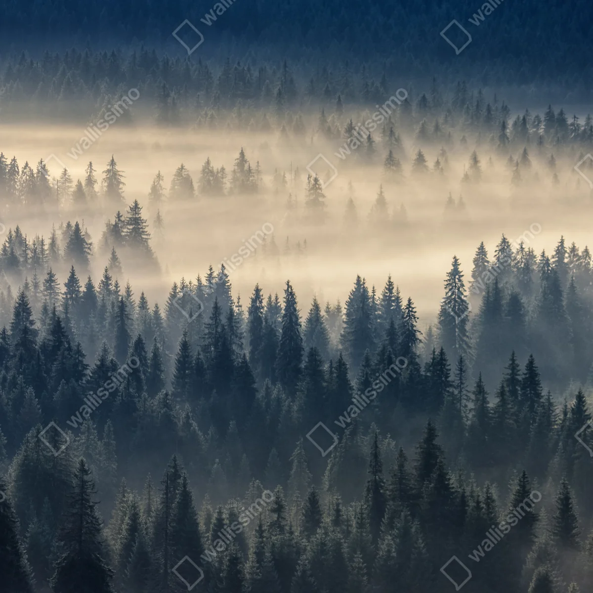 Fototapete nebliges fichtental im dämmerlicht Fototapete nebliges fichtental im dämmerlicht