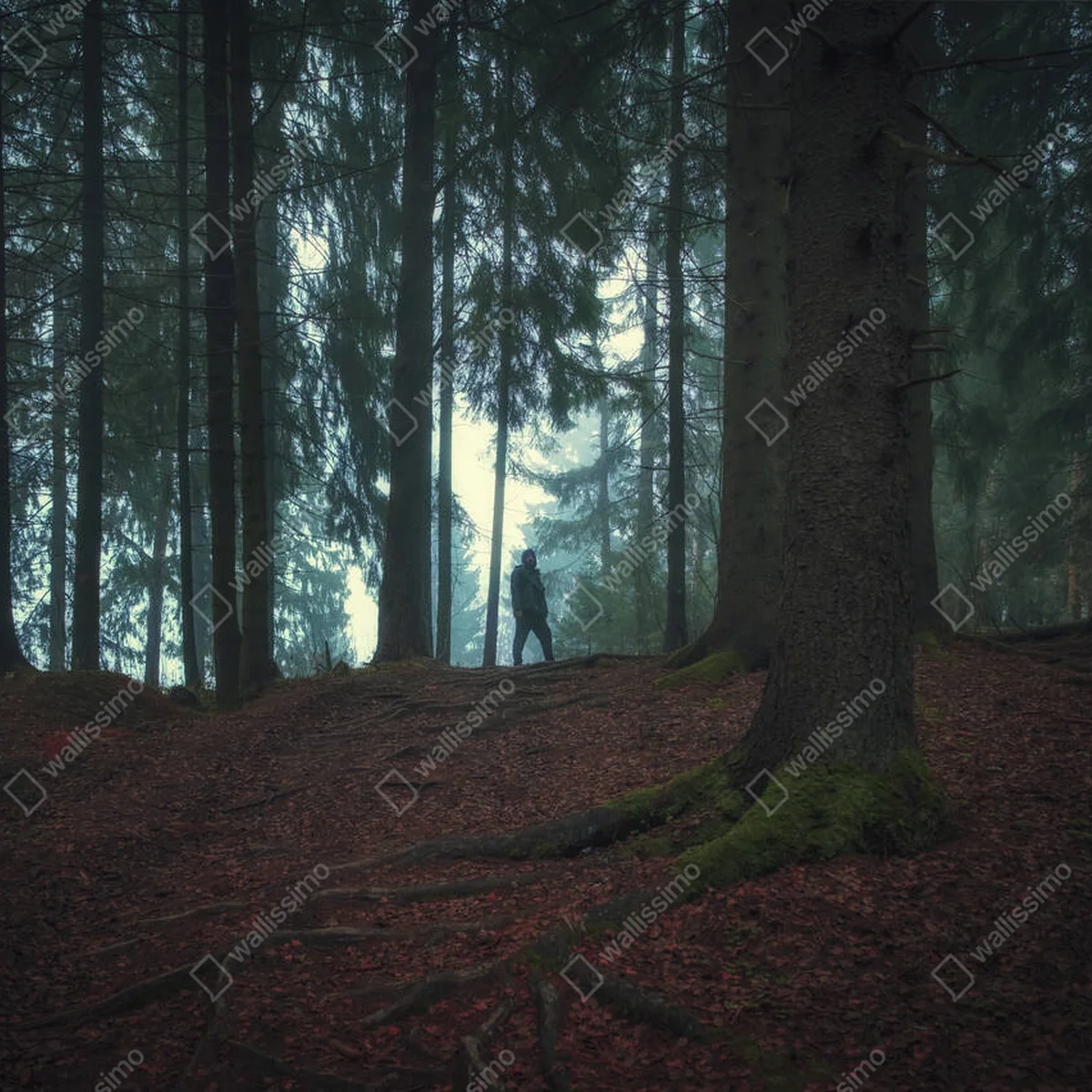 Poster Silhouette eines Mannes im düsteren dunklen Nordwald im Abendnebel • Poster bei Wallnifity® Poster Silhouette eines Mannes im düsteren dunklen Nordwald im Abendnebel • Poster bei Wallnifity®