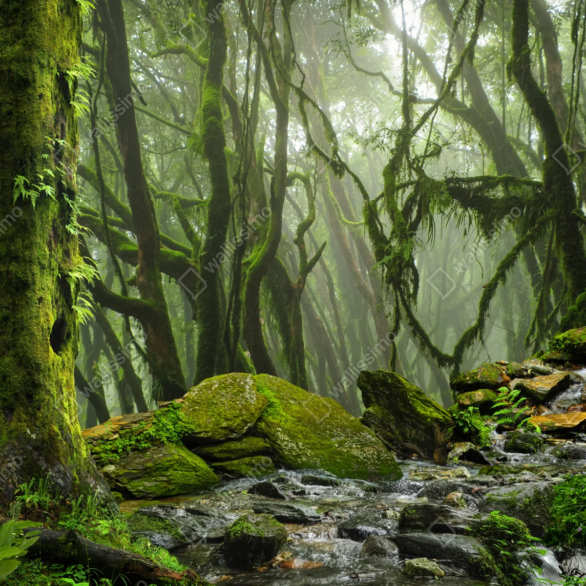 Leinwandbild moosiger wald mit bach im nebel Leinwandbild moosiger wald mit bach im nebel