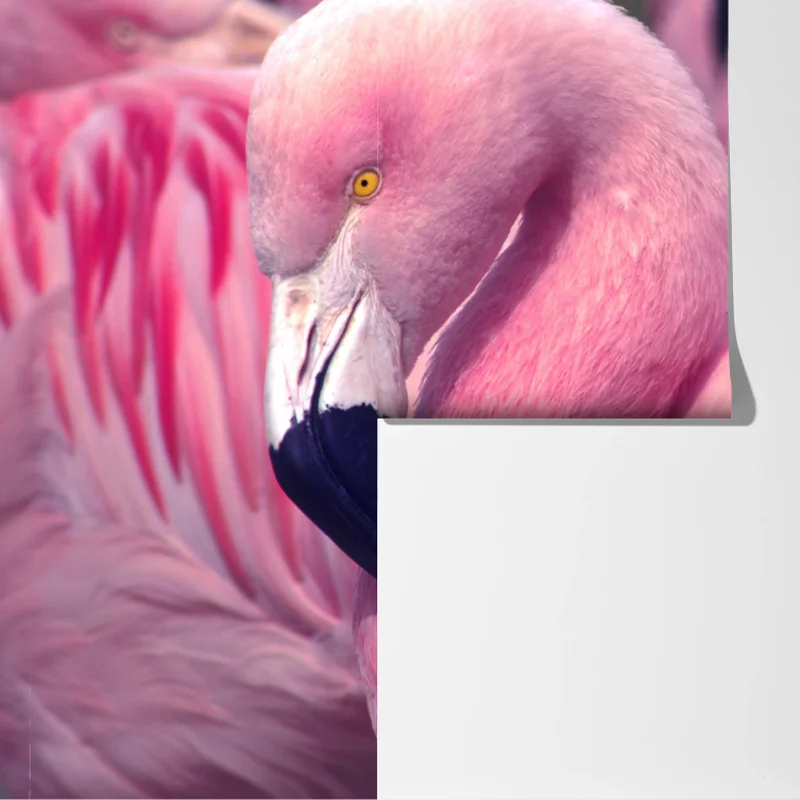 Fototapete rosa flamingo nahaufnahme Fototapete rosa flamingo nahaufnahme