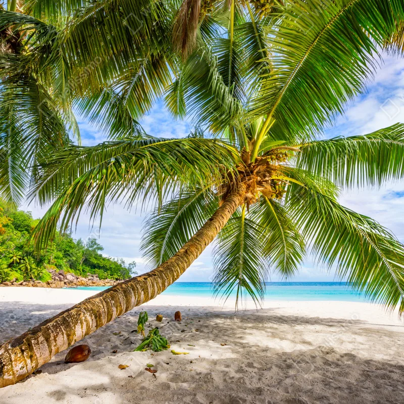 Repositionierbarer Aufkleber tropische palme am weißen sandstrand Repositionierbarer Aufkleber tropische palme am weißen sandstrand