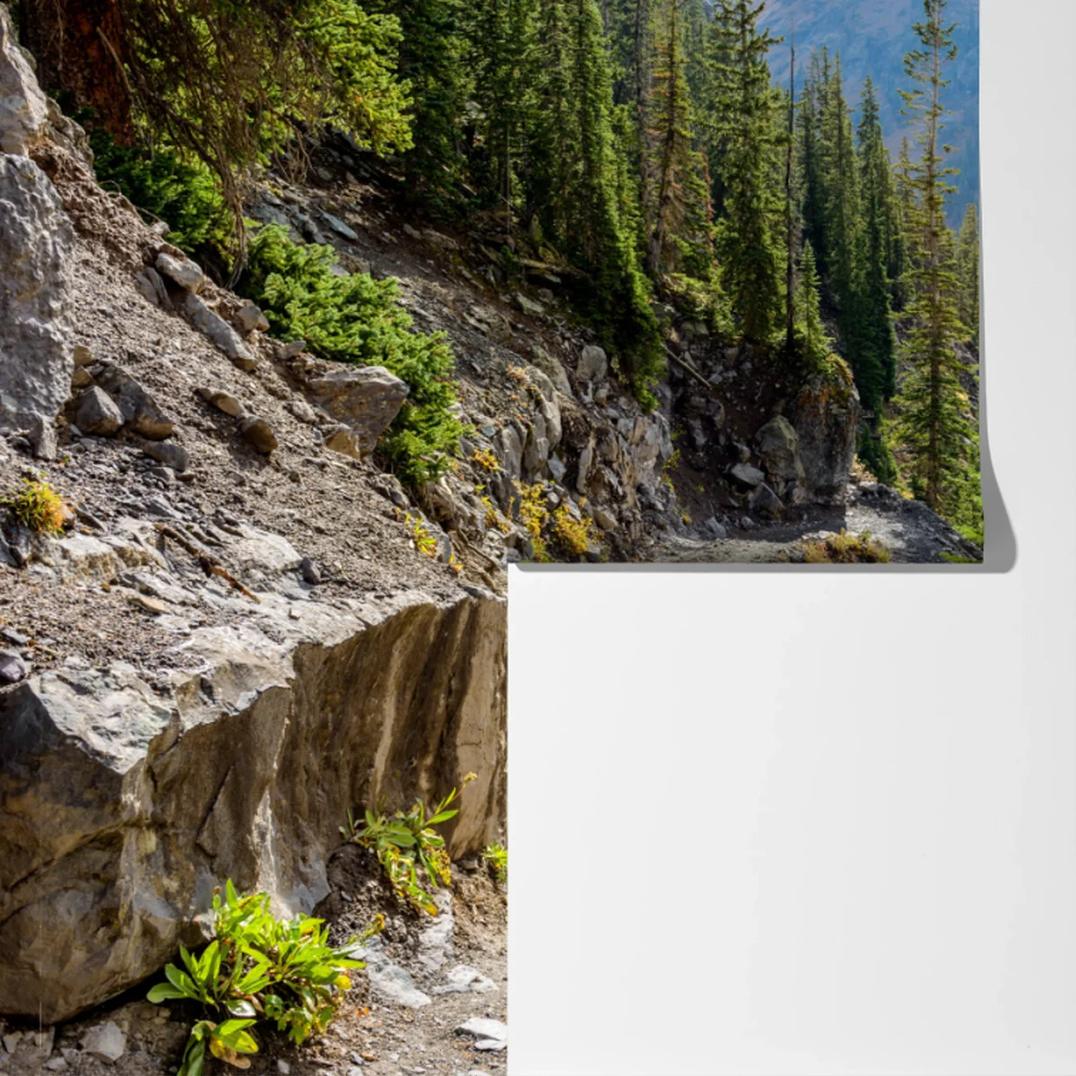 Fototapeta górski szlak przez alpejski las Fototapeta górski szlak przez alpejski las