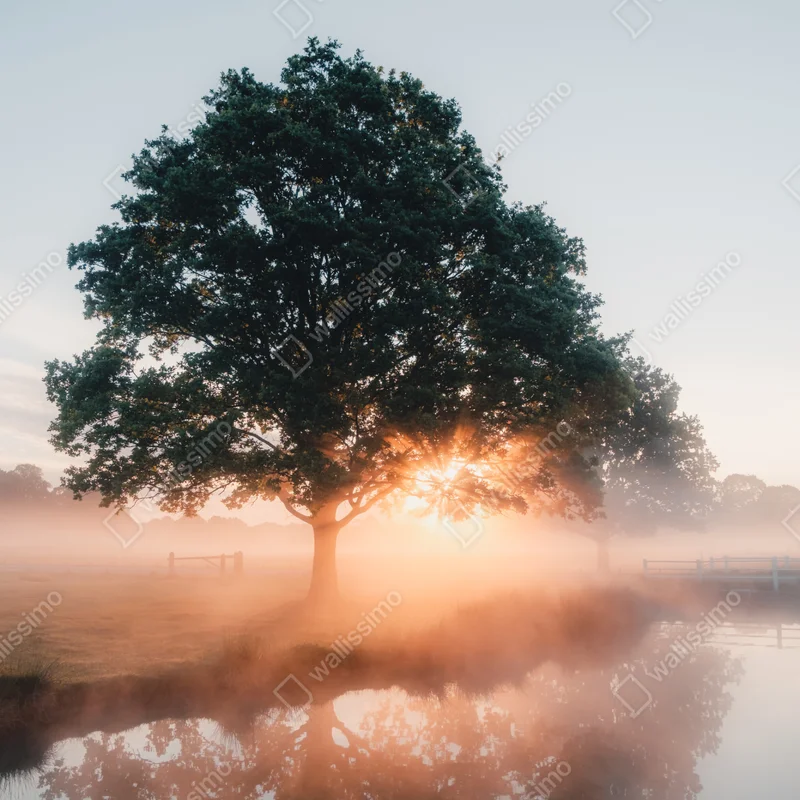 Fensteraufkleber nebeliger sonnenaufgang am eichenbaum Fensteraufkleber nebeliger sonnenaufgang am eichenbaum