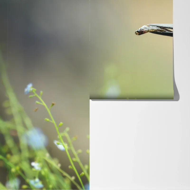 Fototapeta zimorodek na gałęzi z rybą Fototapeta zimorodek na gałęzi z rybą