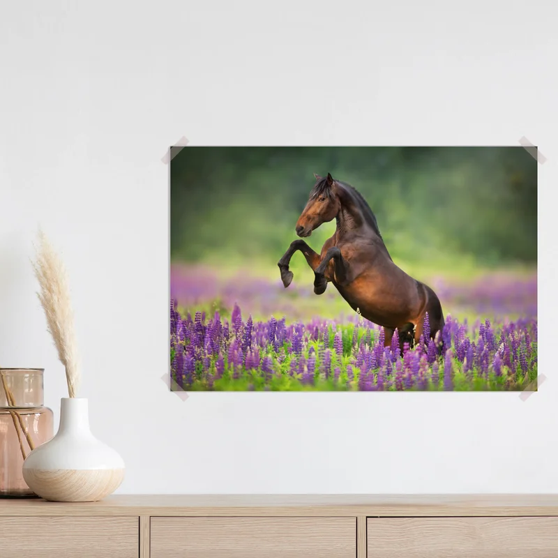 Poster brauner hengst bäumt sich in lupinenwiese auf Poster brauner hengst bäumt sich in lupinenwiese auf