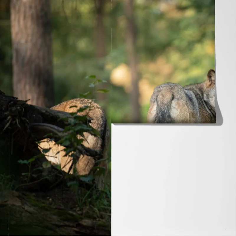 Fototapete wolf auf der lichtung im wald Fototapete wolf auf der lichtung im wald