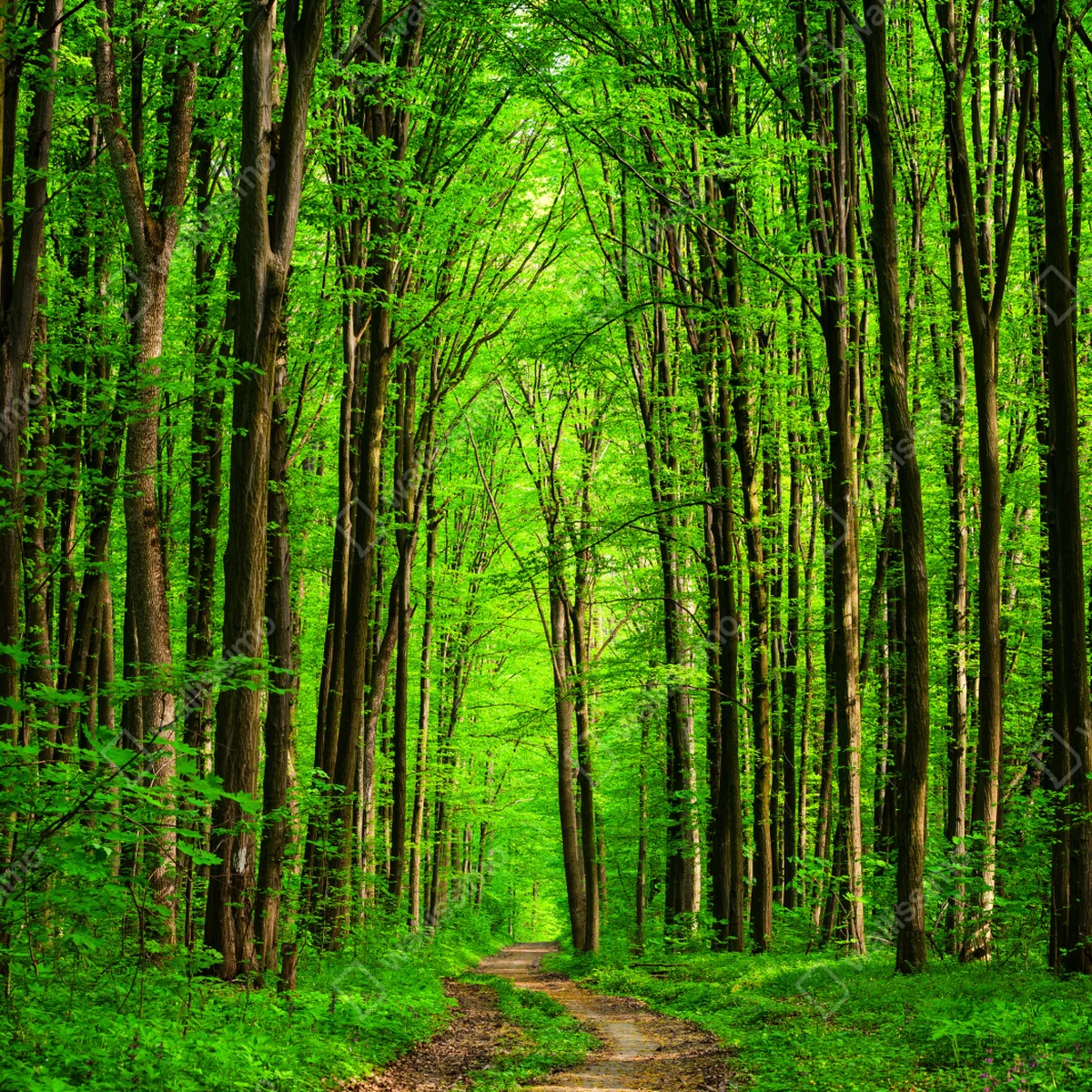 Poster üppiger grüner waldweg Poster üppiger grüner waldweg