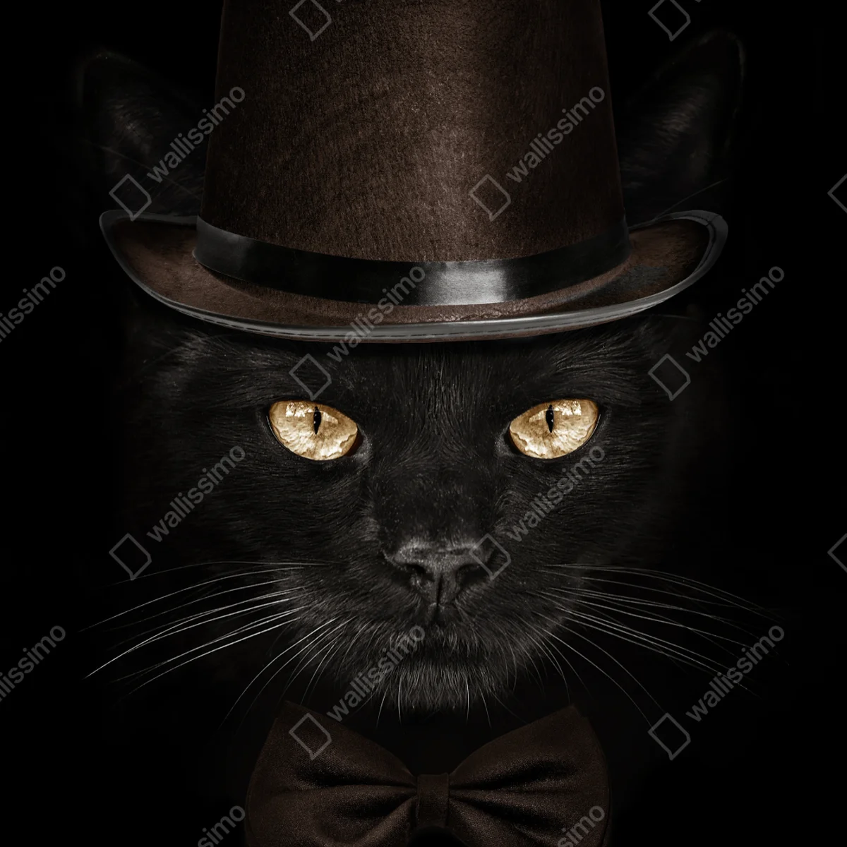 Poster elegante schwarze katze mit zylinder und fliege Poster elegante schwarze katze mit zylinder und fliege