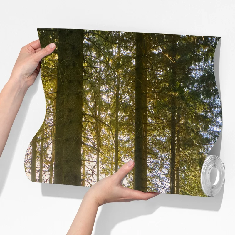 Fototapete sonniger waldweg im morgenlicht Fototapete sonniger waldweg im morgenlicht