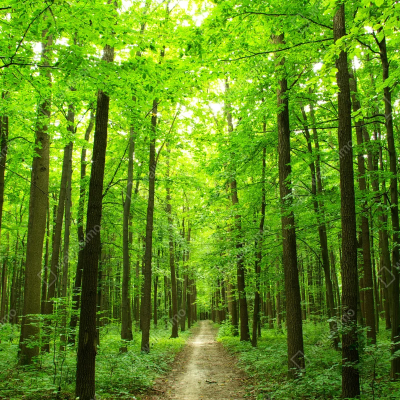 Schrankaufkleber ruhiger waldpfad Schrankaufkleber ruhiger waldpfad