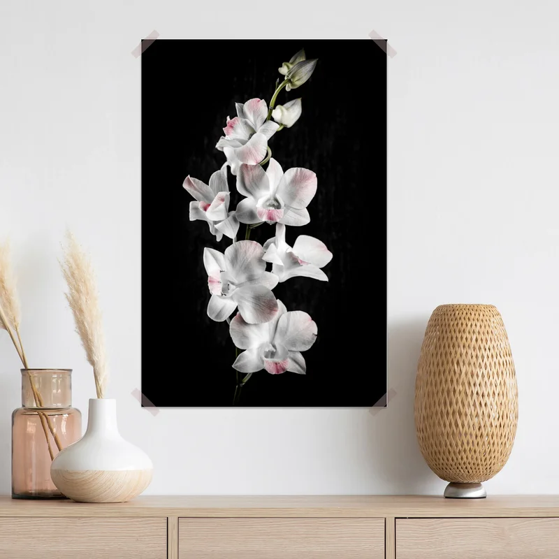 Poster weiße und rosa orchidee vor schwarzem hintergrund Poster weiße und rosa orchidee vor schwarzem hintergrund
