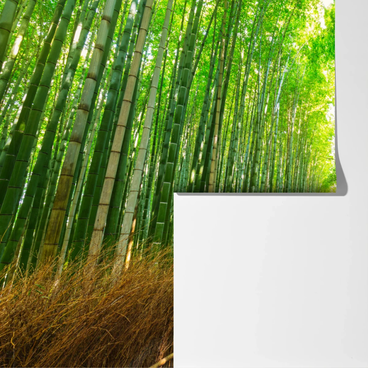 Fototapete ruhiger bambusweg in Kyoto Fototapete ruhiger bambusweg in Kyoto