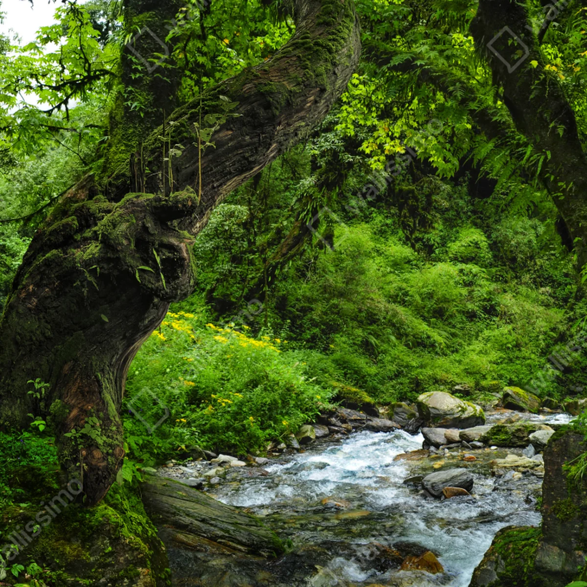 Laptop-Aufkleber moosiger waldbach panorama Laptop-Aufkleber moosiger waldbach panorama