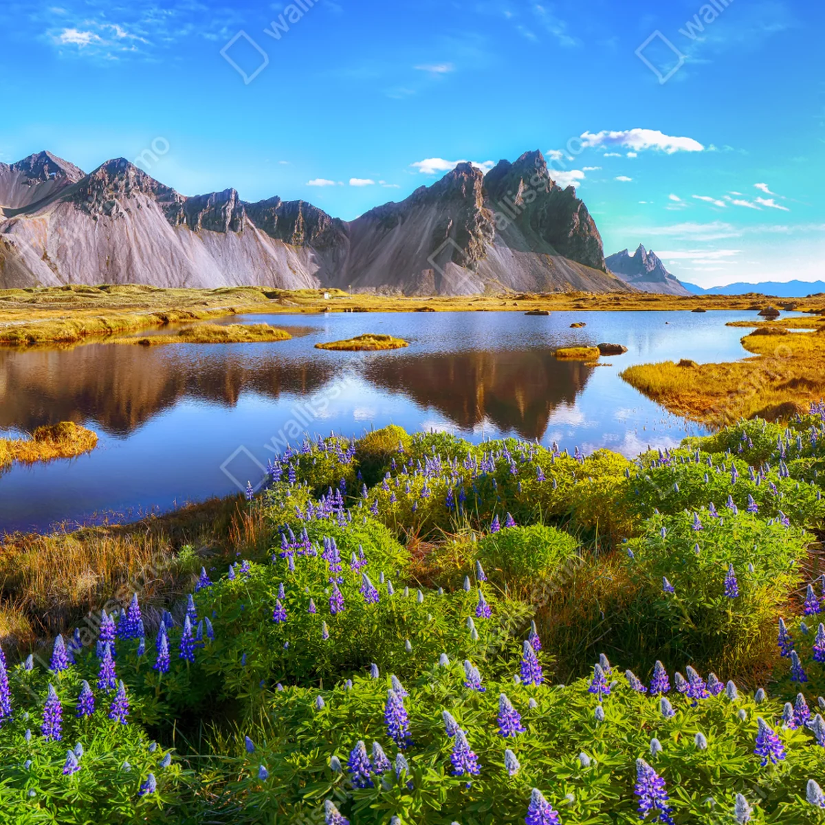 Türaufkleber lebendige lupinenwiesen bei Vestrahorn, Island Türaufkleber lebendige lupinenwiesen bei Vestrahorn, Island