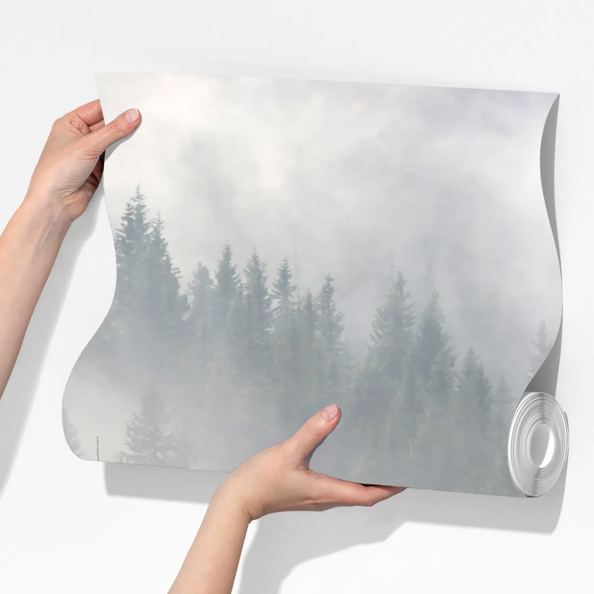 Fototapete nebliger kiefernwald im morgengrauen Fototapete nebliger kiefernwald im morgengrauen