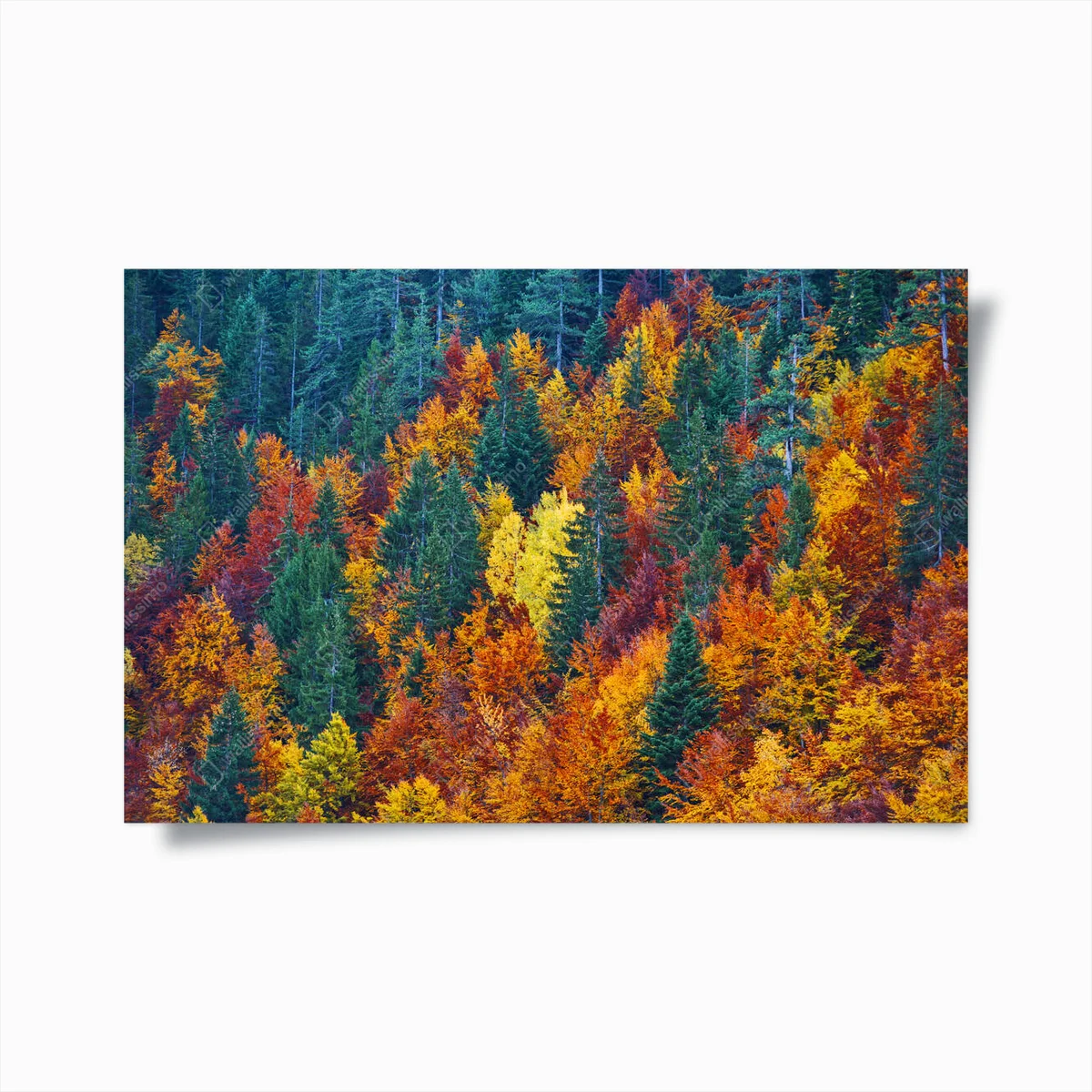 Poster Die Spitze der Bäume mit verschiedenen Herbstfarben blättert • Poster bei Wallnifity® Poster Die Spitze der Bäume mit verschiedenen Herbstfarben blättert • Poster bei Wallnifity®