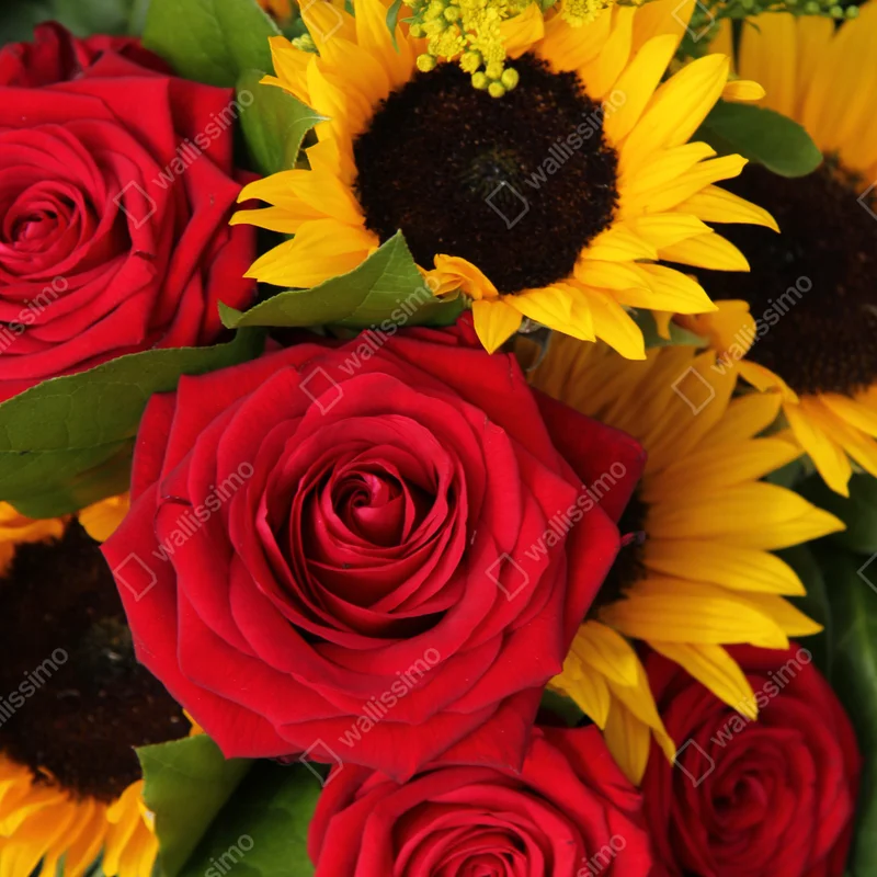 Kühlschrankaufkleber rote rosen und sonnenblumen im bukett Kühlschrankaufkleber rote rosen und sonnenblumen im bukett