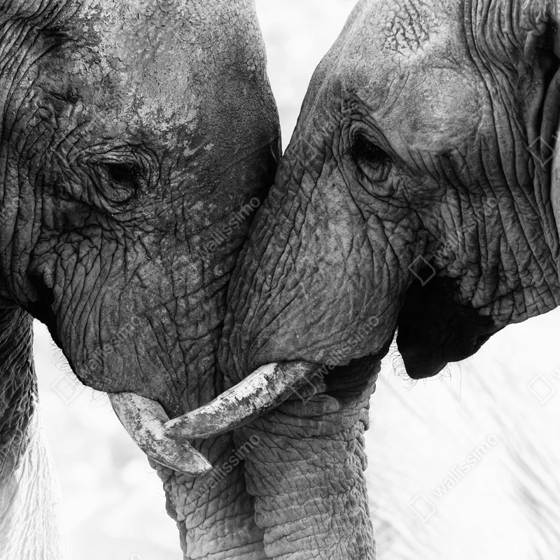 Fototapeta uścisk słoni czarno-biały portret Fototapeta uścisk słoni czarno-biały portret