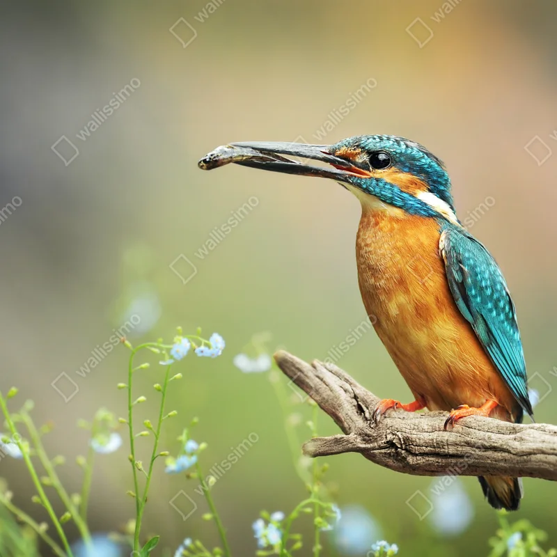 Fototapete eisvogel auf einem ast mit fisch Fototapete eisvogel auf einem ast mit fisch