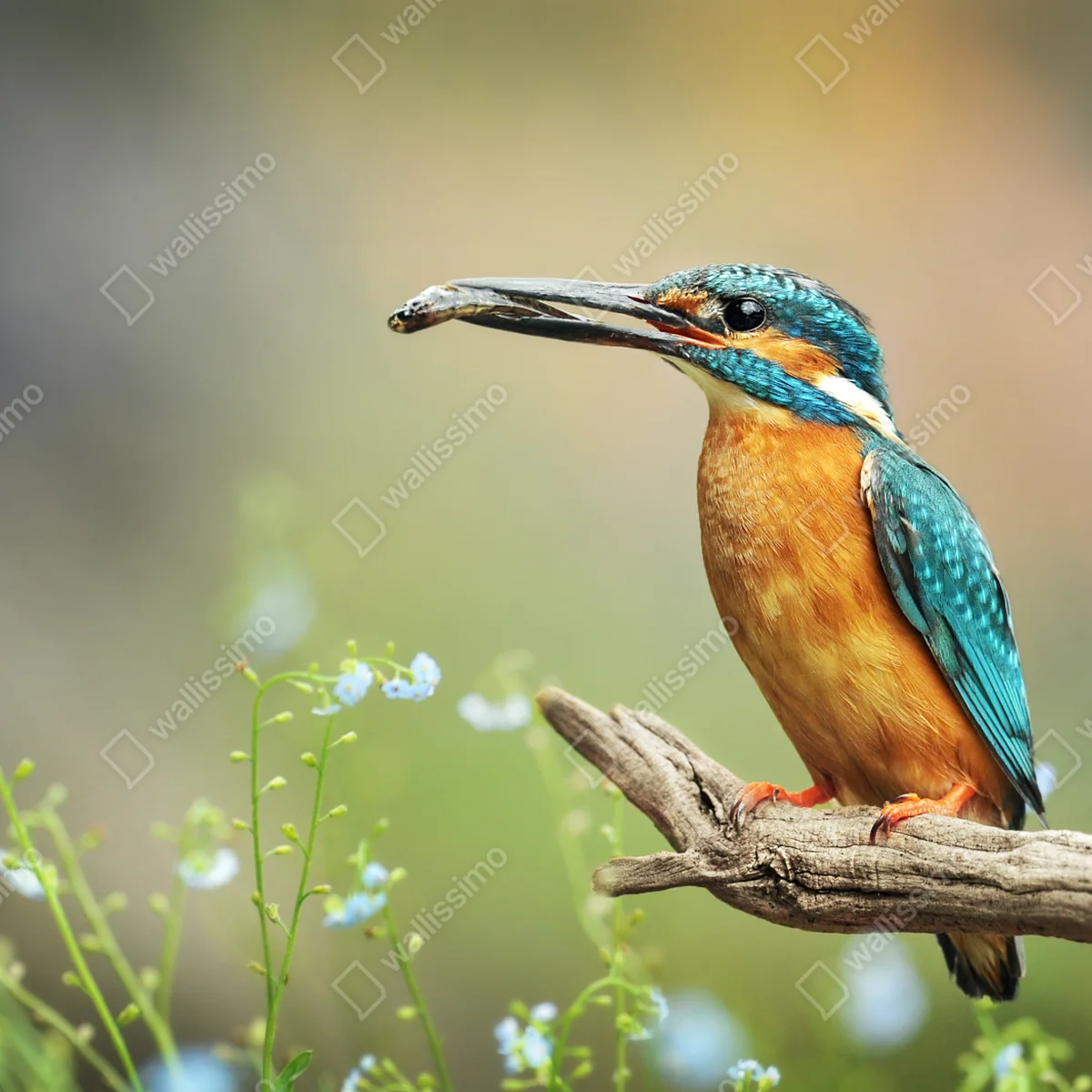 Fototapete eisvogel auf einem ast mit fisch Fototapete eisvogel auf einem ast mit fisch